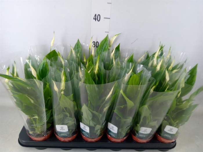 <h4>Spathiphyllum  'Chopin'</h4>