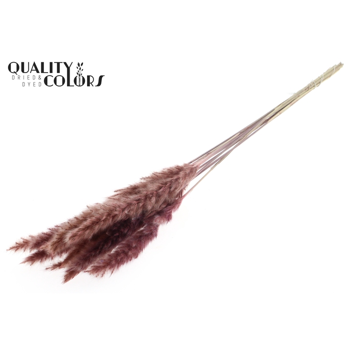 <h4>Fluffy Pampas 10pc/bunch Pink</h4>