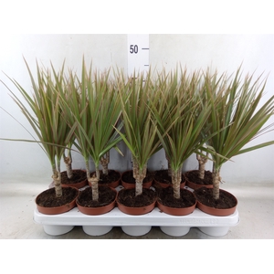Dracaena marg. 'Bicolor'