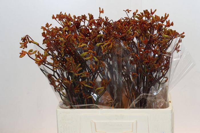 <h4>ANIGOZ BUSH SUNSET</h4>