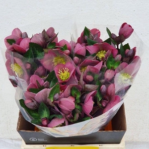 HELL FRK PIPPAS PURP