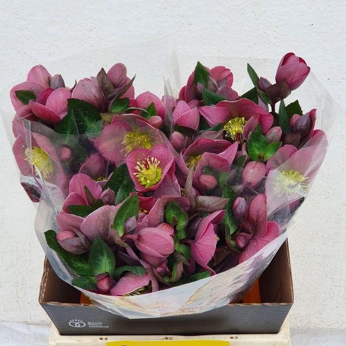 <h4>HELL FRK PIPPAS PURP</h4>