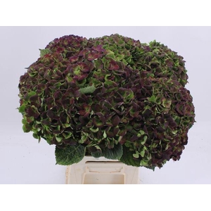 HYDR M MAG AMETHY CL BORDEAUX