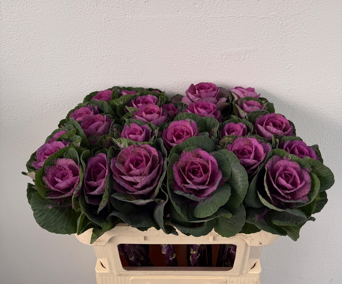 <h4>BRASS RED CRANE</h4>