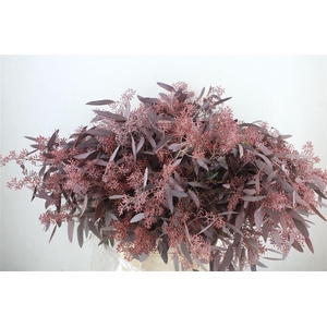 Euca Populus Berry 300gr Abs Red P Bunch