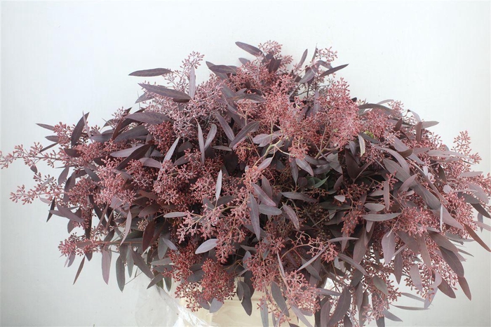 <h4>Euca Populus Berry 300gr Abs Red P Bunch</h4>