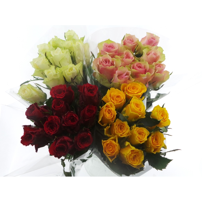 <h4>BQ Mono Rozen x10 mix 40cm</h4>