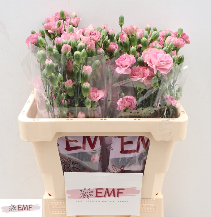 <h4>Di Tr Mocha Sweet</h4>