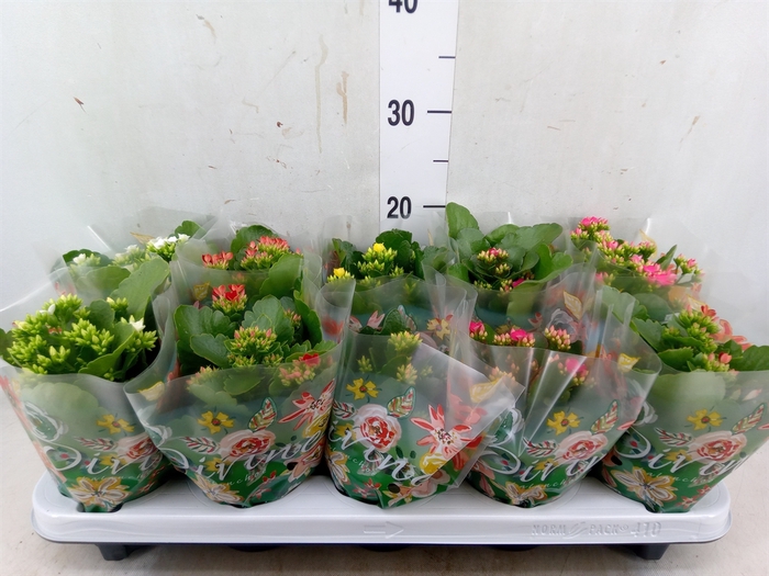 <h4>Kalanchoe blos.   ..mix 5</h4>