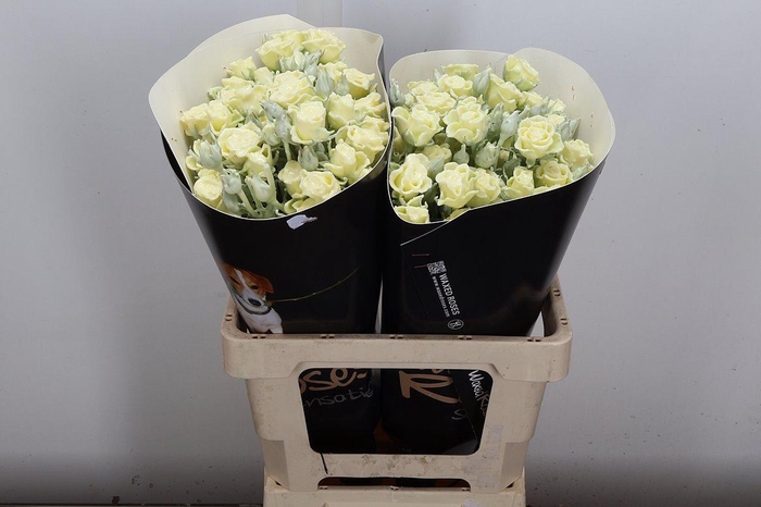 <h4>R Tr Wx Creme</h4>