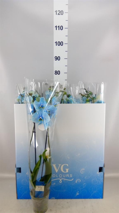 <h4>Phalaenopsis   ...</h4>