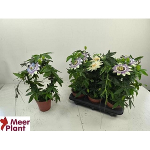 PASSIFLORA MIXED P12