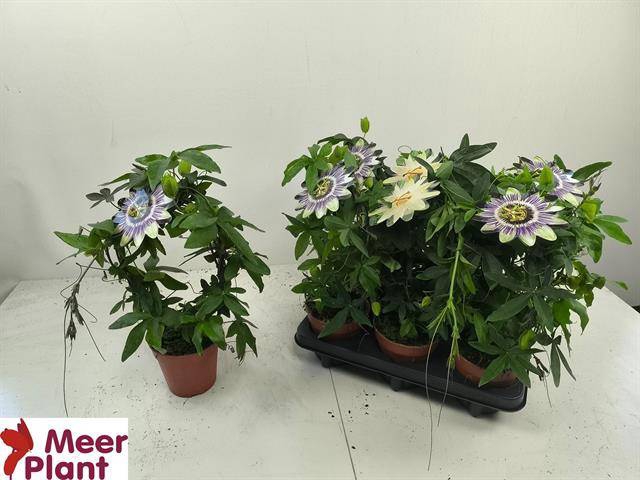 <h4>PASSIFLORA MIXED P12</h4>