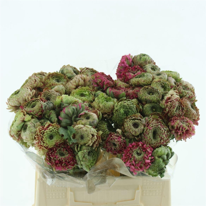 <h4>Ran Ponpon Aladdin Green/cerise Extra</h4>