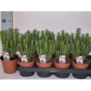 OPUNTIA