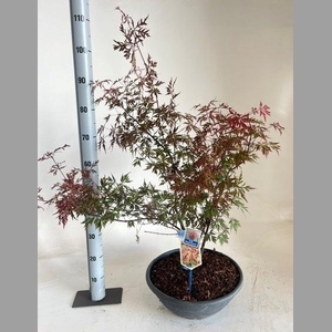 ACER PALMATUM