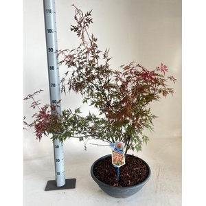 ACER PALMATUM schaal 40