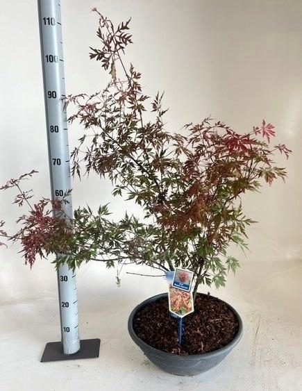 <h4>ACER PALMATUM</h4>