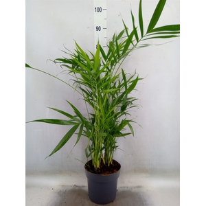 Chamaedorea cataractarum