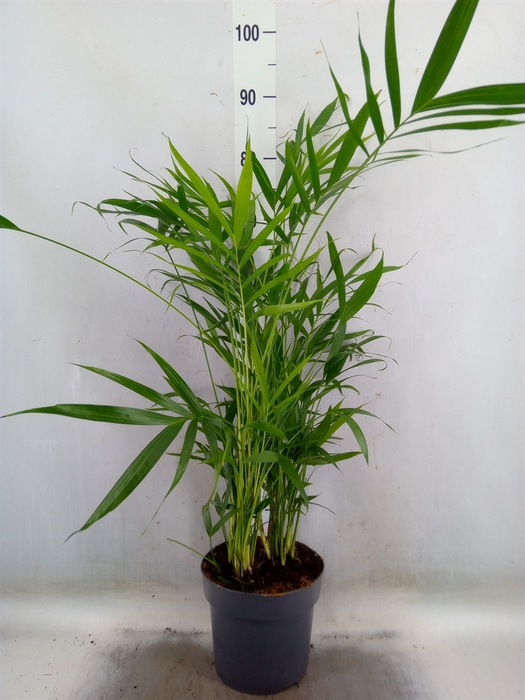 <h4>Chamaedorea cataractarum</h4>