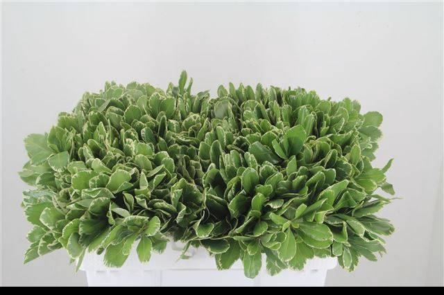 <h4>PITTOSP TO ILAN</h4>