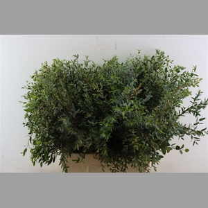 Euca Parvifolia 300gr P Bunch S A