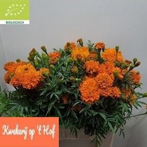 <h4>Tagetes Promise Orange GE Op Hof</h4>