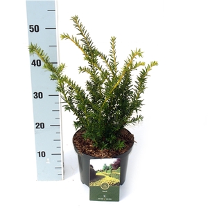 Taxus b. 'Kupfergold'