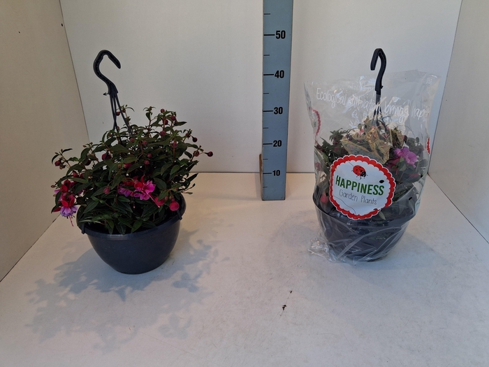 <h4>FUCHSIA MIXK</h4>