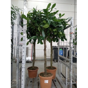 Ficus cyathistipula