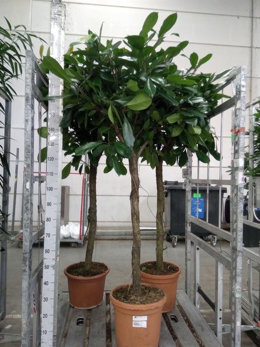 <h4>Ficus cyathistipula</h4>