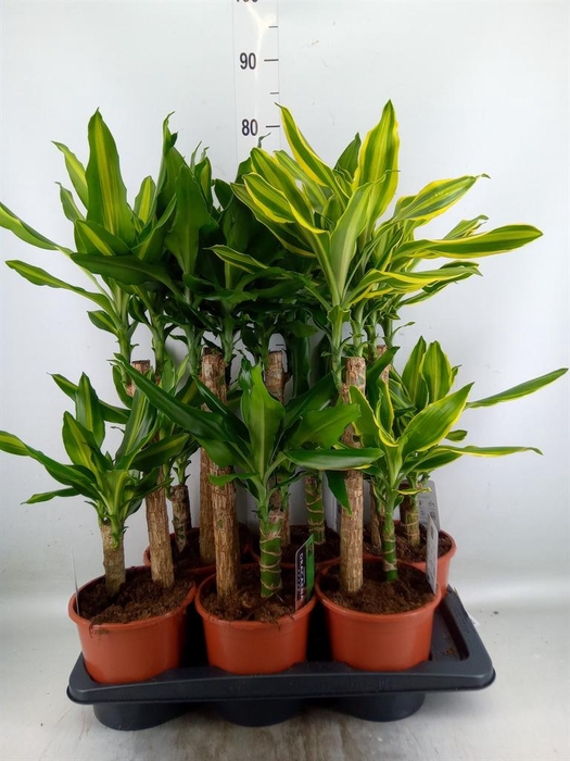 <h4>Dracaena frag.   ...mix 3</h4>