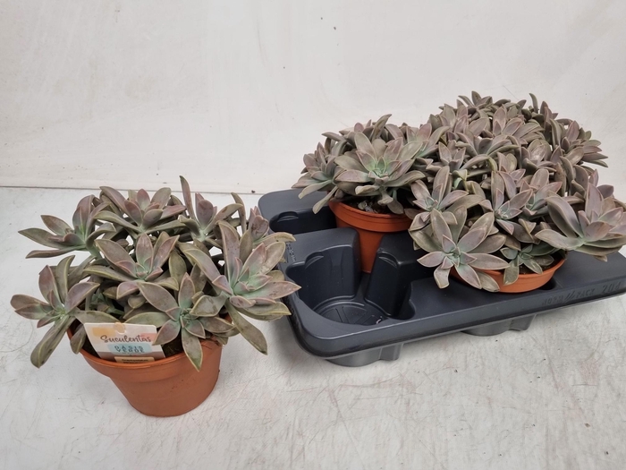 <h4>SUCC OV</h4>
