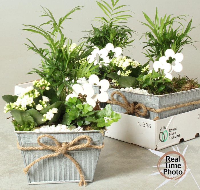 <h4>ARR KAMERPL</h4>