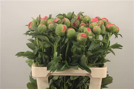 <h4>Paeo L Coral Sunset</h4>