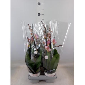 Phalaenopsis   ...