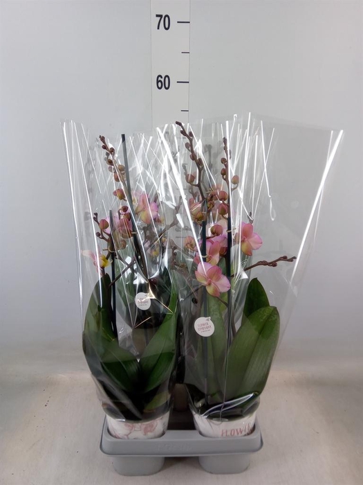 <h4>Phalaenopsis   ...</h4>