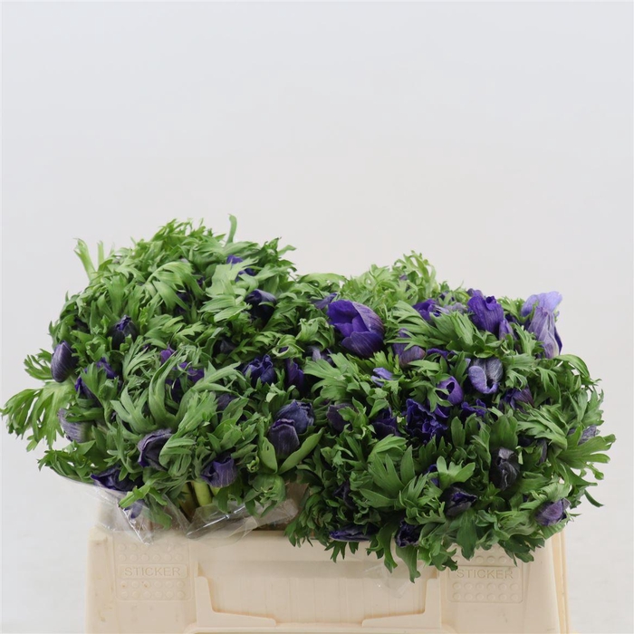 <h4>Anemone Galil Blauw</h4>