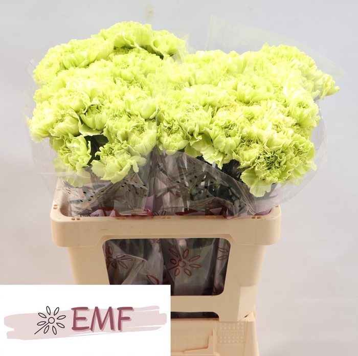 <h4>Di St Wasabi EMF</h4>