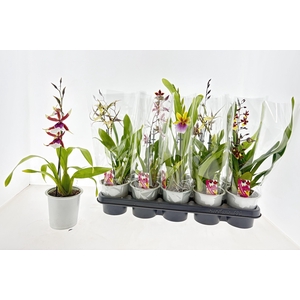 ORCHIDEEEN GEM