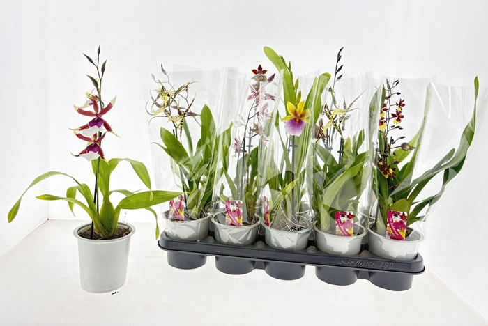 <h4>ORCHIDEEEN GEM</h4>