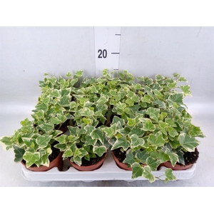 Hedera   ...variegated