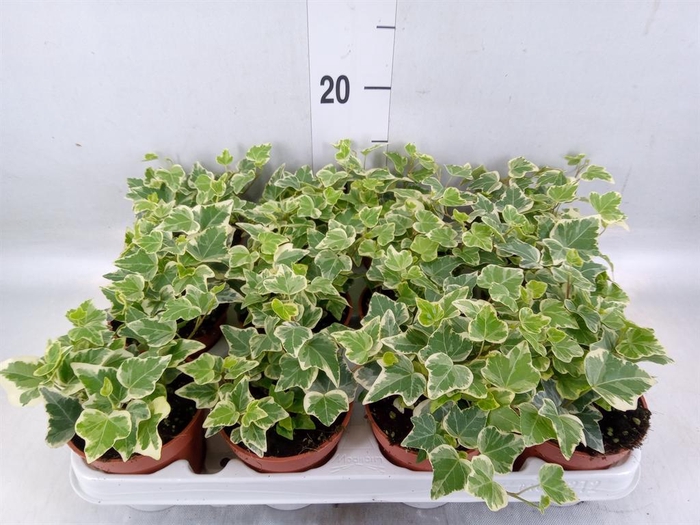<h4>Hedera   ...variegated</h4>