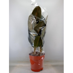 Ficus elastica 'Abidjan'