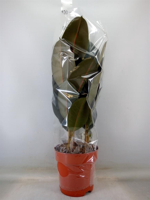 <h4>Ficus elastica 'Abidjan'</h4>