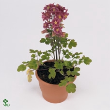 <h4>Aquil Vu Winky Rs-rs</h4>