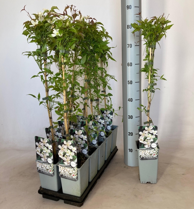 <h4>CLEM MO GRANDIFLORA</h4>