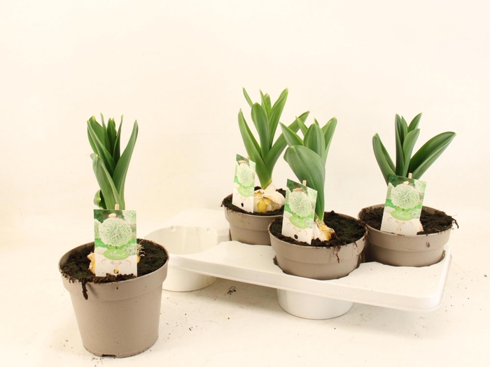 <h4>ALLI ST WHITE GIANT</h4>