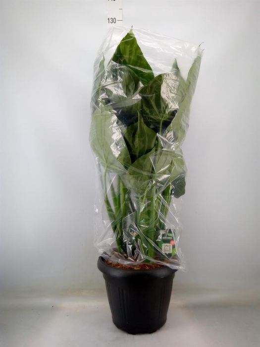 <h4>Alocasia cucullata</h4>