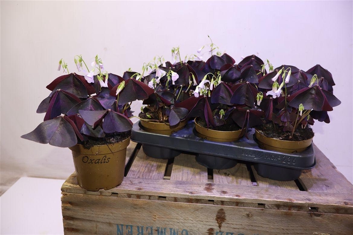 <h4>Oxalis Triangularis</h4>